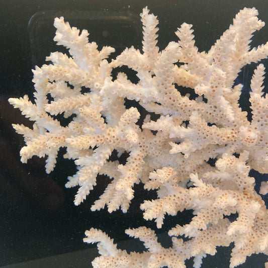 Pierre Giraudon lampe résine avec inclusion d' un corail