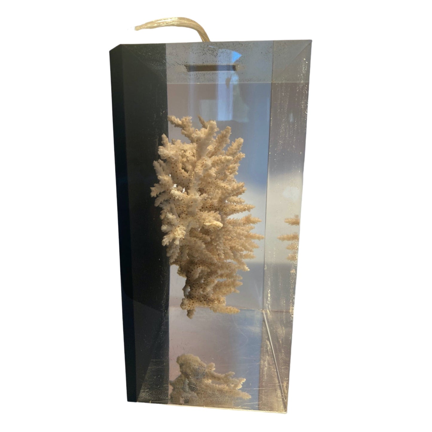 Pierre Giraudon lampe résine avec inclusion d' un corail