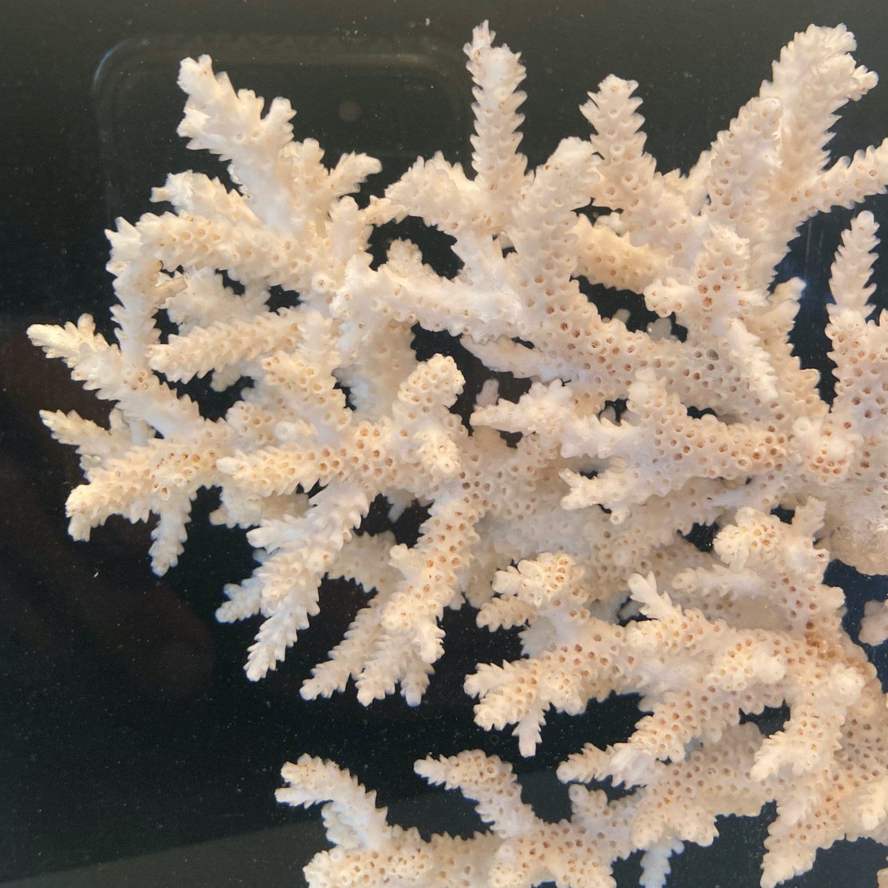 Pierre Giraudon lampe résine avec inclusion d' un corail