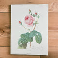 Redouté Pierre Joseph Lithographie Rosa centifolia Bullata