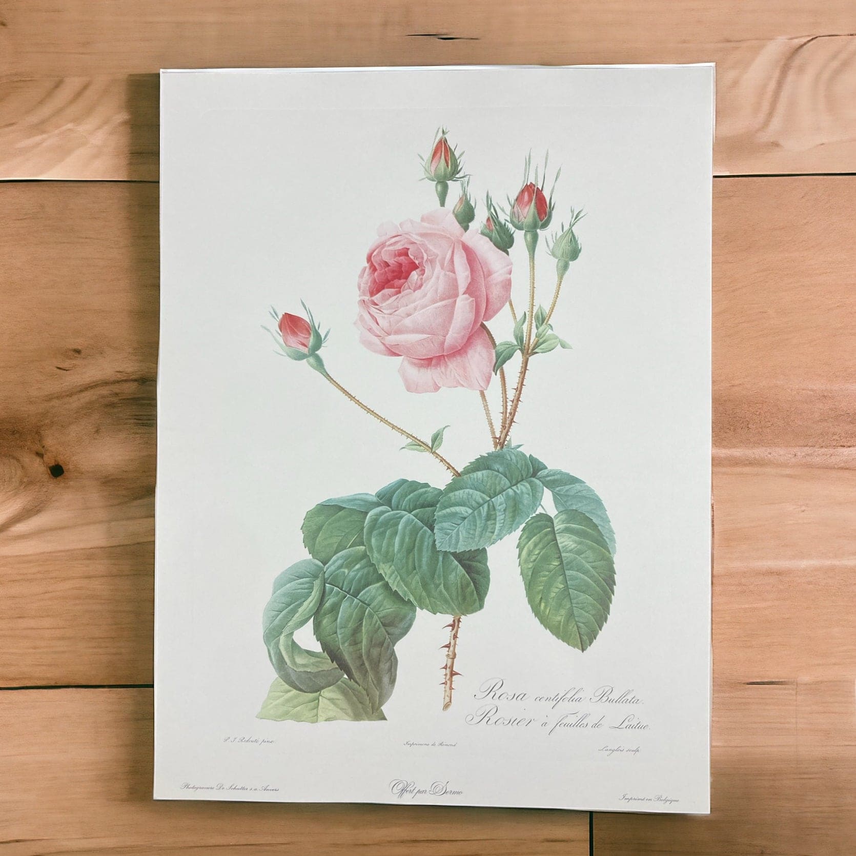 Redouté Pierre Joseph Lithographie Rosa centifolia Bullata