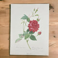 Lithographie Redouté Pierre Joseph Rosa Indica Cruenta