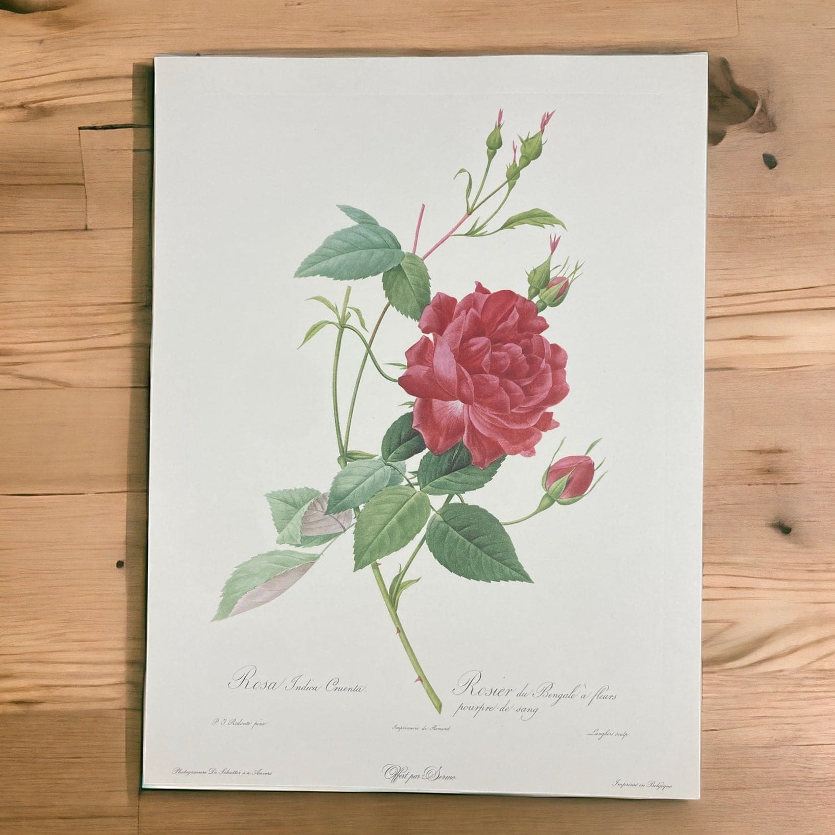 Lithographie Redouté Pierre Joseph Rosa Indica Cruenta
