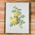 Lithographie Redouté Rosa Sulfurea