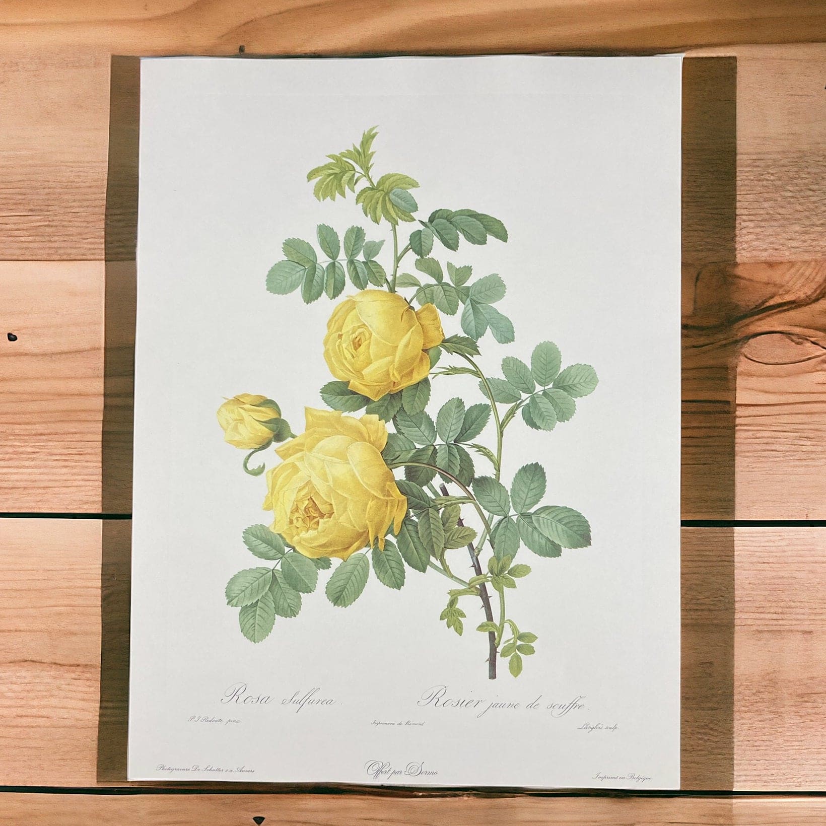 Lithographie Redouté Rosa Sulfurea