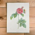 Litho Redouté Rosa turbinata