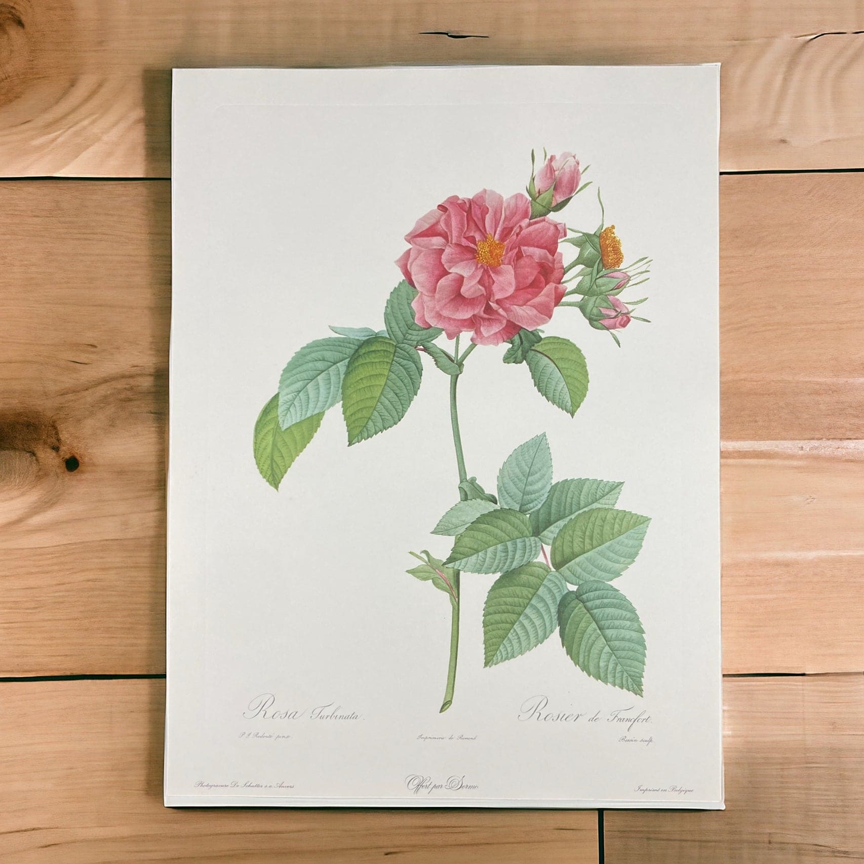 Litho Redouté Rosa turbinata