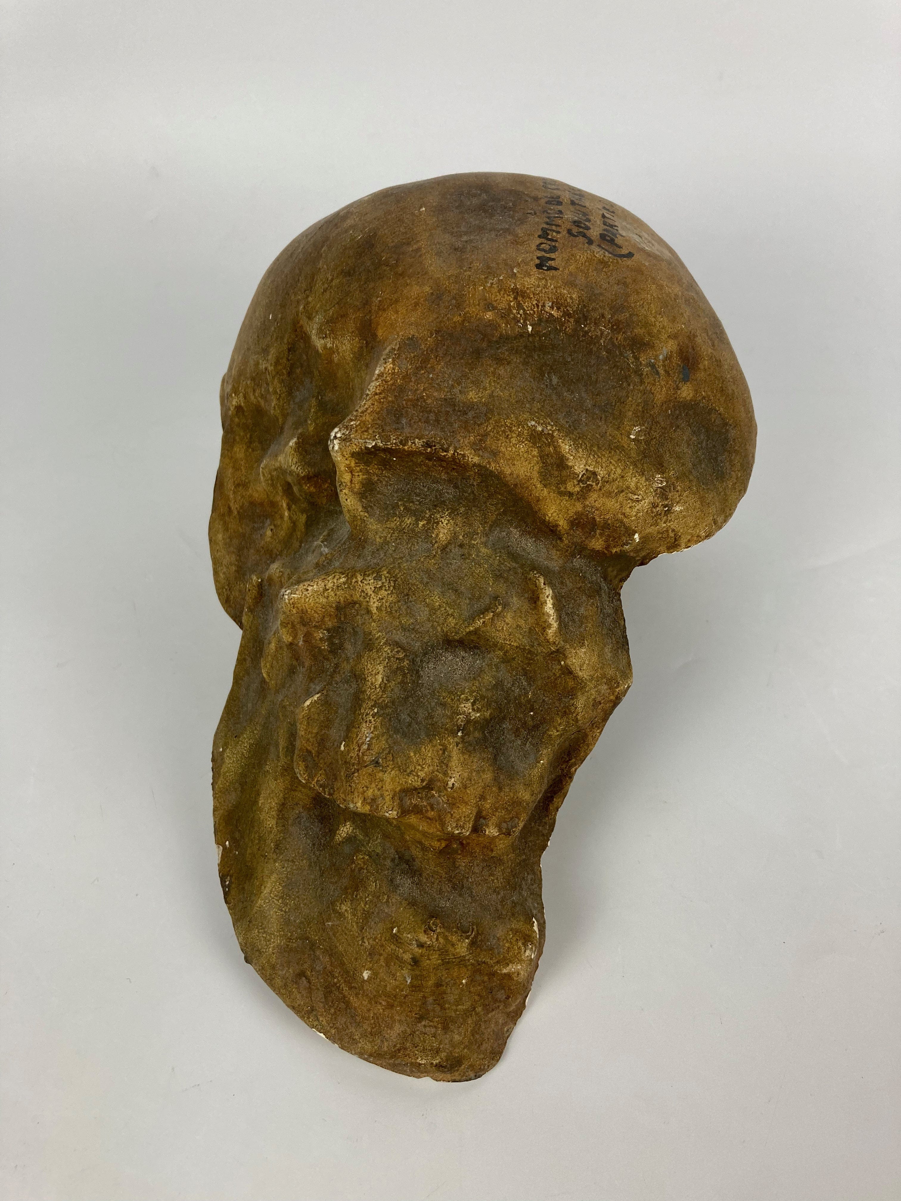 Cro Magnon Man Skull Solutrean Plaster Cast ANTIQUITES CHAUMONT cro-magnon-man-skull-solutrean-plaster-cast-antiquites-chaumont
