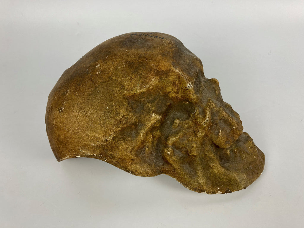 Crane Homme de Cro-Magnon Moulage Plâtre Solutréen