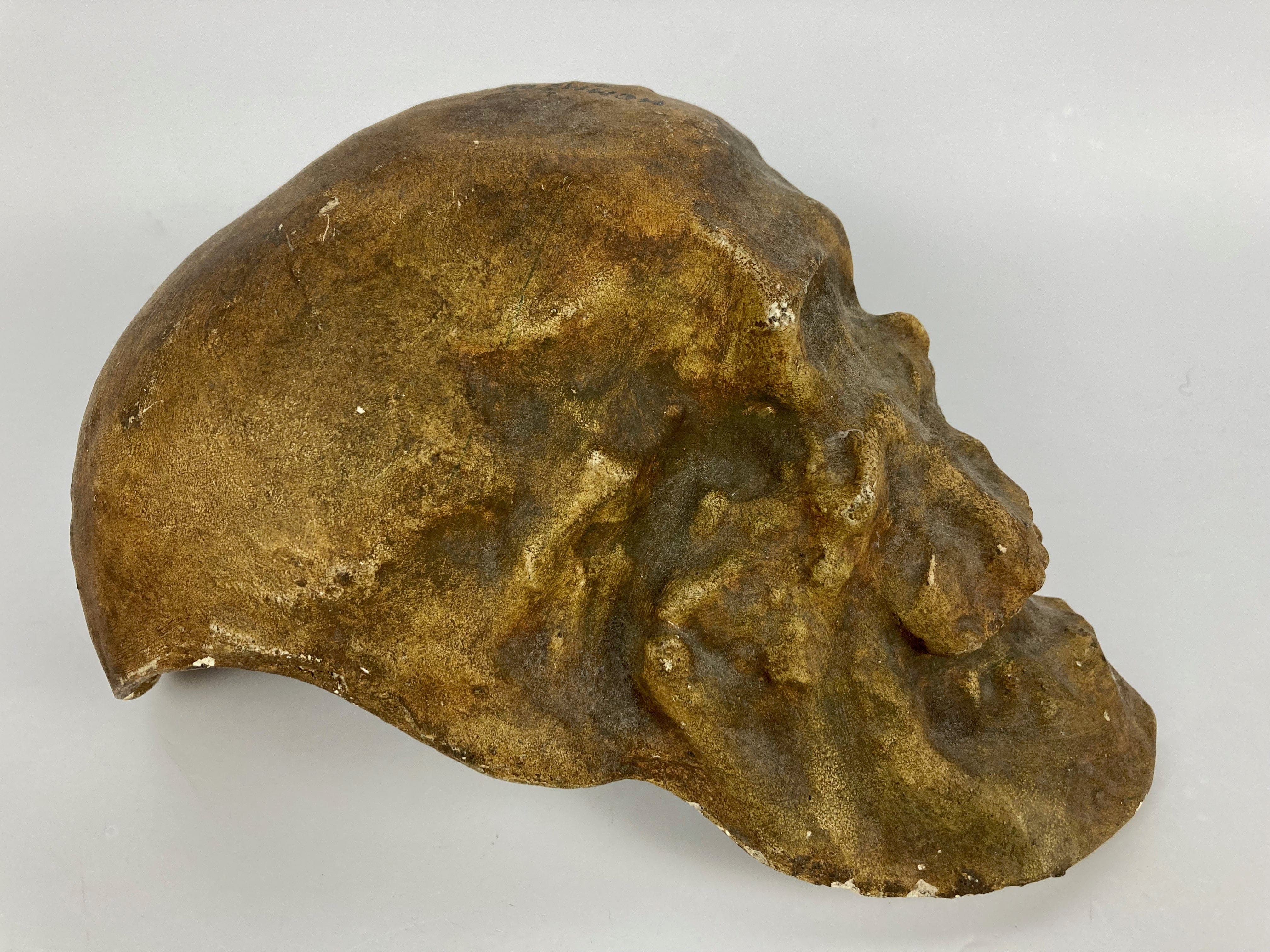 Cro Magnon Man Skull Solutrean Plaster Cast ANTIQUITES CHAUMONT cro-magnon-man-skull-solutrean-plaster-cast-antiquites-chaumont