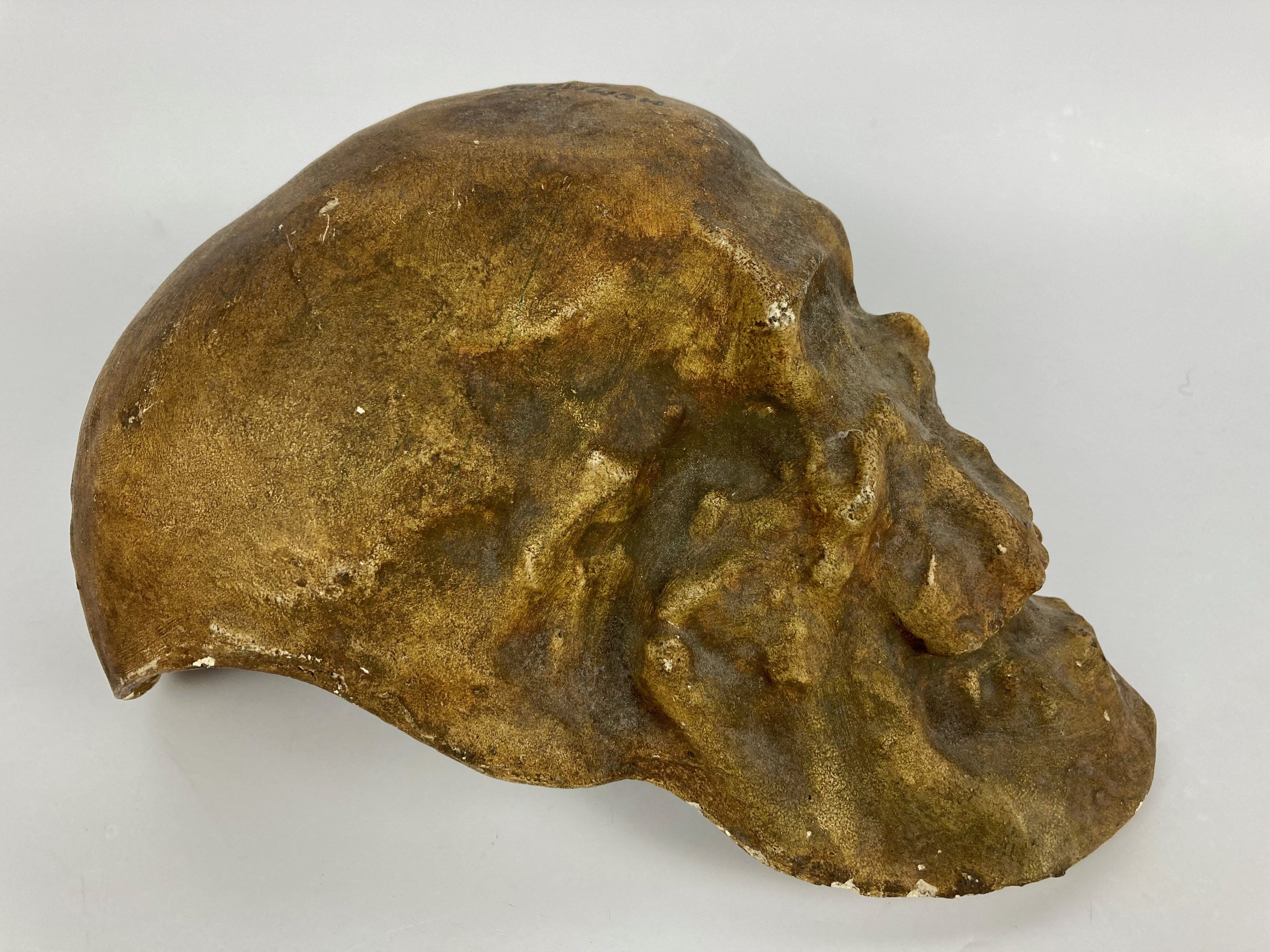 Crane Homme de Cro-Magnon Moulage Plâtre Solutréen