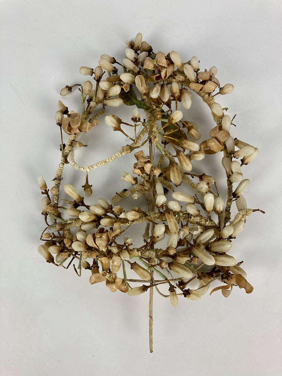 Ancienne couronne de mariée XIXe. Fleurs cire